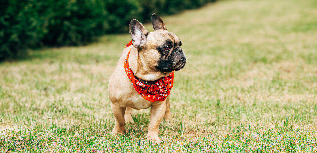 The Do's and Don'ts of Potty Training Your Frenchie