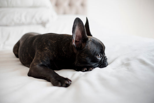 9 Essential Tips to Train Your Frenchie