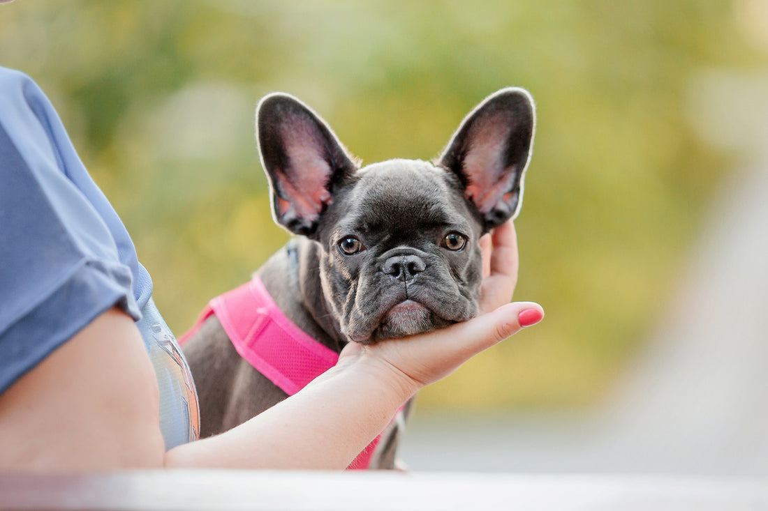 How to Take Care of a Frenchie: A Brief Guide