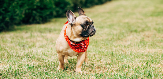 The Do's and Don'ts of Potty Training Your Frenchie