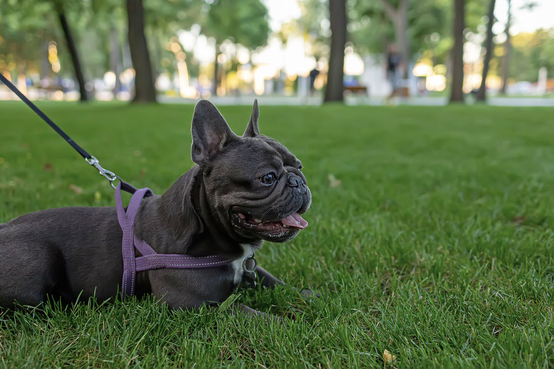 Top 10 Fact about French Bulldogs