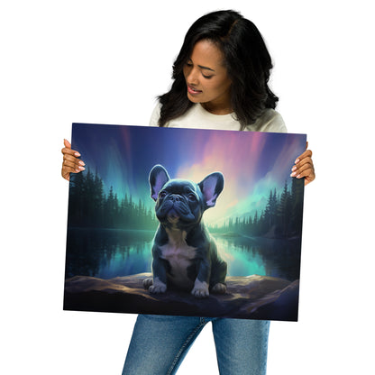 Aurora Frenchie Metal Print