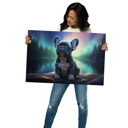 Aurora Frenchie Metal Print